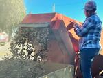 Farmer Brenda Frketich processing the second hazelnut harvest of the season on Kirsch Family Farms in St. Paul, Ore. on Oct. 7, 2025.