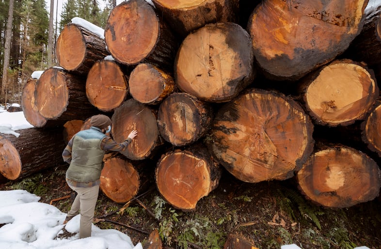 Jon Haas, finance director for Breitenbush Hot Springs, tries to count the rings on one of the smaller logs that have been cut and now line Hwy 46 on the way to Breitenbush, March 5, 2021.
