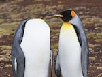Martin Grace's photo of two king penguins at Volunteer Point in the Falkland Islands.