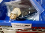 A psilocybin mushroom is ready for testing at Rose City Laboratories, March 17, 2023. Rose City is the first lab in the state to apply for a license and meet Oregon Health Authority requirements for testing the purity and potency of psilocybin mushrooms.