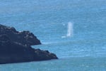 The spray from the gray whale Prop Scar is seen, the only whale researchers spotted this summer.