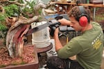 Bonsai artist Ryan Neil sculpts a tree with a chainsaw in his Bonsai Mirai workshop. 