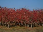 Apples remain unpicked in December 2019 in an orchard near Wallula, Washington. 