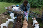 Azucena Coronel hands out treats to dogs during filming.