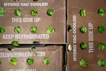 Celery is stored in boxes at the Ecumenical Ministries of Oregon’s Northeast Emergency Food Program food bank in Portland, Ore., on Tuesday, Oct. 21, 2025.