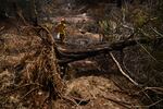 August 13: A fallen tree uprooted by high winds rests on the ground as a Maui County firefighter uses a hose line to extinguish a fire near homes during the upcountry Maui wildfires in Kula, Hawaii.