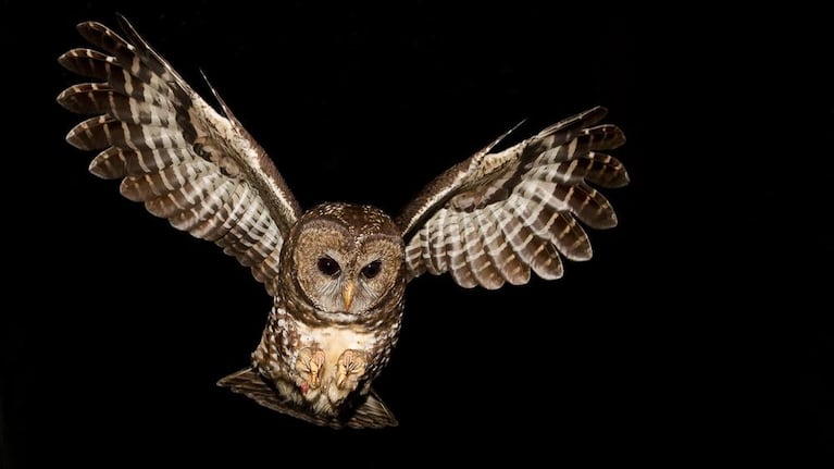 A male spotted owl in flight, photographed in 2010. This owl and his mate live along are among the last few pairs to survive in the wild in Canada. They live on the east side of Anderson Lake, about 130 miles north of Vancouver.