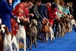 Handlers show their hounds during the National Dog Show on November 19, 2022 in Oaks, Pennsylvania.