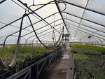 The Confederated Tribes of the Umatilla Indian Reservation operate one of a hundred indigenous nurseries across the country. At the CTUIR nursery, native plants are grown to aid in habitat restoration efforts.