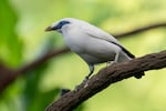 A critically endangered Bali myna in the Vollum Aviary at the Oregon Zoo. Poaching threatens these Indonesian songbirds.