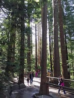 The redwood grove is one of the many highlights of the first leg of the Wildwood Trail.