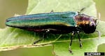 The emerald ash borer is about 1/2-inch long and smaller than the size of a dime. It has killed more than 100 million ash trees in the U.S. since its discovery in Michigan in 2002. It was discovered in Oregon in June.