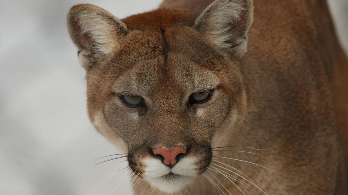 Officials Shoot Cougar Near Location Hiker Was Killed Opb 