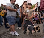 Oz Zavitkovski, 11, readies the family dog Draco for the Prettiest Pug Pageant. Over 100 pugs and their owners participated pageant at the second annual Pugapalooza event.