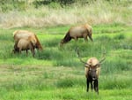 The mayor of Warrenton and others are working on a comprehensive plan to control elk, as pictured in this file photo. The animals have been encroaching into neighborhoods, public parks, playgrounds and roadways.