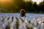 A person sits in a field covered in small white flags.