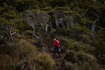 Kristine Tompkins (1950), founder of Tompkins Conservation, hikes up to the Cross of the Seas located in the southernmost point of the American continent. Patagonia, Chile, on Saturday, November 2, 2024. Tamara Merino for NPR.