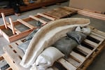 The Columbian Mammoth tusk at Corvallis Public Works sits on a pallet after being excavated from 9th Street.