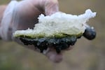 Sebastian Haas holds a piece of the salt crust from Last Chance Lake with green algae in the middle and black sediment at the bottom.
