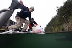 Jason Hodin and Scott McIntosh, a member of the Samish Indian Nation, lower a box of 3-year-old lab-reared sunflower sea stars into the sea at Decatur Island in the San Juans, Wash.