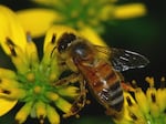 A honeybee. The Oregon Department of Agriculture is investigating a die-off southwest of Portland in Sherwood. 