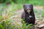 A wild American mink.