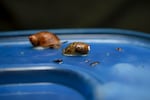 Two tagged Chittenango ovate amber snails glide around the lid of their terrarium before their release.