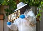 Hedgmon inspects the honey in a honeycomb frame from her backyard beehive in Northeast Portland, July 19, 2021. Hedgmon, the founder of The Barreled Bee, produces handcrafted, small-batch, barrel-aged honey.