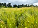 A research field of naked barley outside Corvallis, Ore., on June 4, 2024. Oregon State University just received $3.5 million to study naked barley.