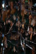 Dead leaves hang on an osoberry shrub on the Reed College campus.