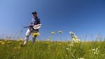 Oregon State University invertebrate ecologist Sandy Debano collects bees for the Oregon Bee Atlas on the Zumwalt Prairie in northeastern Oregon.