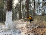 A firefighter with a hose sprays flame retardant on a tree, making it appear as though it was covered in white paint.