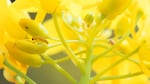 An egg (right) will become a caterpillar (left) and feed the buds of the field mustard. The park is using plastic fencing to keep out deer, which also feed on these flowers.