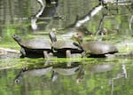 Populations of western pond turtles and their habitats have been declining. As a result, the species is on Oregon’s Sensitive Species List.