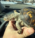 Rockalina the eastern box turtle when she was first rescued by Garden State Tortoise.
