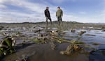 FILE - Don Gillies, left, who farms about 45 acres of oysters, and Eric Hall, a manager for Taylor Shellfish, stand at low tide on an oyster bed of yearlings, growing on the large "mother" shells planted throughout the bed on May 1, 2015, in Willapa Bay near Tokeland, Washington. The industry has been struggling since chemical pesticides were banned by the state in 2018, allowing burrowing ghost shrimp to proliferate.