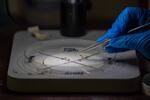 The team will scan the blood of the mosquitoes for any human or animal viruses they may have slurped up — those known and, maybe one day, those the world has never seen before.