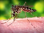 A female Aedes aegypti mosquito, a species that transmits dengue, draws blood meal from a human host.