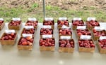 New strawberry varieties grown at the North Willamette Research and Extension Center are ready to be taste-tested during OSU's Strawberry Field Day on June 8, 2022.