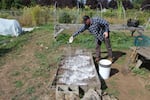 Putting agriculture lime on a garden plot.