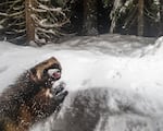 The portraits of wolverines by wildlife photographer David Moskowitz capture candid moments in the little-known life of wolverines.