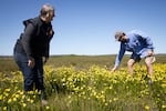 Kathy Bridges and her son Luke Fitzpatrick bend to view narrow-leaf water plantains in a hayfield at Santiam Valley Ranch in Turner, Ore., Thursday, April 15, 2021. They plan to build new ponds around spots like this where the plants can thrive, as they also attract migratory birds.