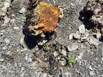 By turning over rocks on the shore of Hood Canal, researchers uncover midshipman fish and their eggs. During low tide, these fish survive in little to no water.