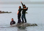 FILE - In this May 17, 1999 file photo, two Makah Indian whalers stand atop the carcass of a dead gray whale moments after helping tow it close to shore in the harbor at Neah Bay, Wash.