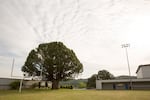 A large Oregon myrtle tree grows in the end zone at Myrtle Point High School in Myrtle Point, Oregon.