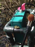 Nelson set up recorders around the Willamette Valley — in William L. Finley National Wildlife Refuge to 100-feet away from I-5 — to collect sound of Pacific chorus frogs.