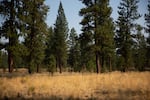 McKenzie Meadow Village, LLC owns 58 acres adjacent to Sisters city limit, in Deschutes County, Aug. 20, 2026.