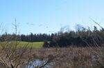 Whatcom County dairy farmer Steve Groen has sixty acres of woodlands and wetlands on his land.