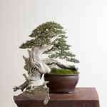 “This trees is changing people's impression of what bonsai can be,” says Neil. “What we’re looking at is a Rocky Mountain Juniper that is probably a 700- or 800-year-old tree. A vast portion of the deadwood hangs below the pot and towards the front of the tree, so you have a big sweep almost like a hook of contorted, twisted deadwood that frames the tree."