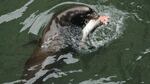 Sea lions have been eating steelhead and other fish at Willamette Falls in ever greater numbers.